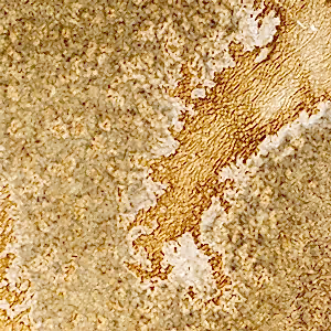 Wurtz Honeycomb
