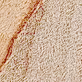 Oxidized Maple
